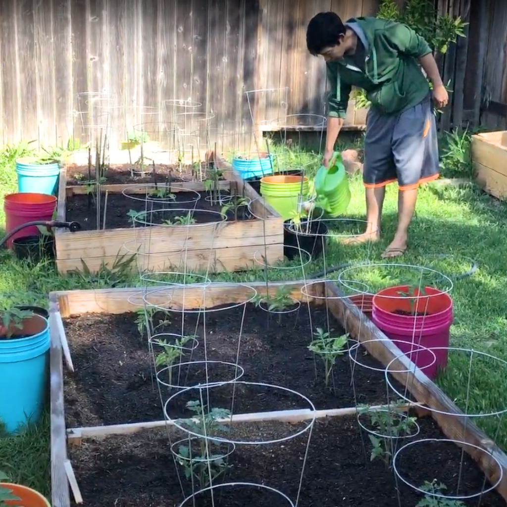 man watering small backyard raised bed garden