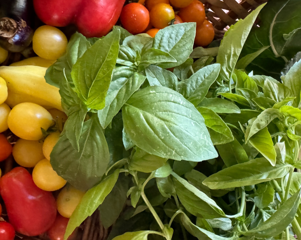 basil, cherry tomatoes, bell peppers, eggplant, and chard in a whicker basket
