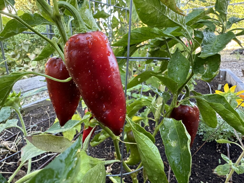 three red giant marconi peppers on plant