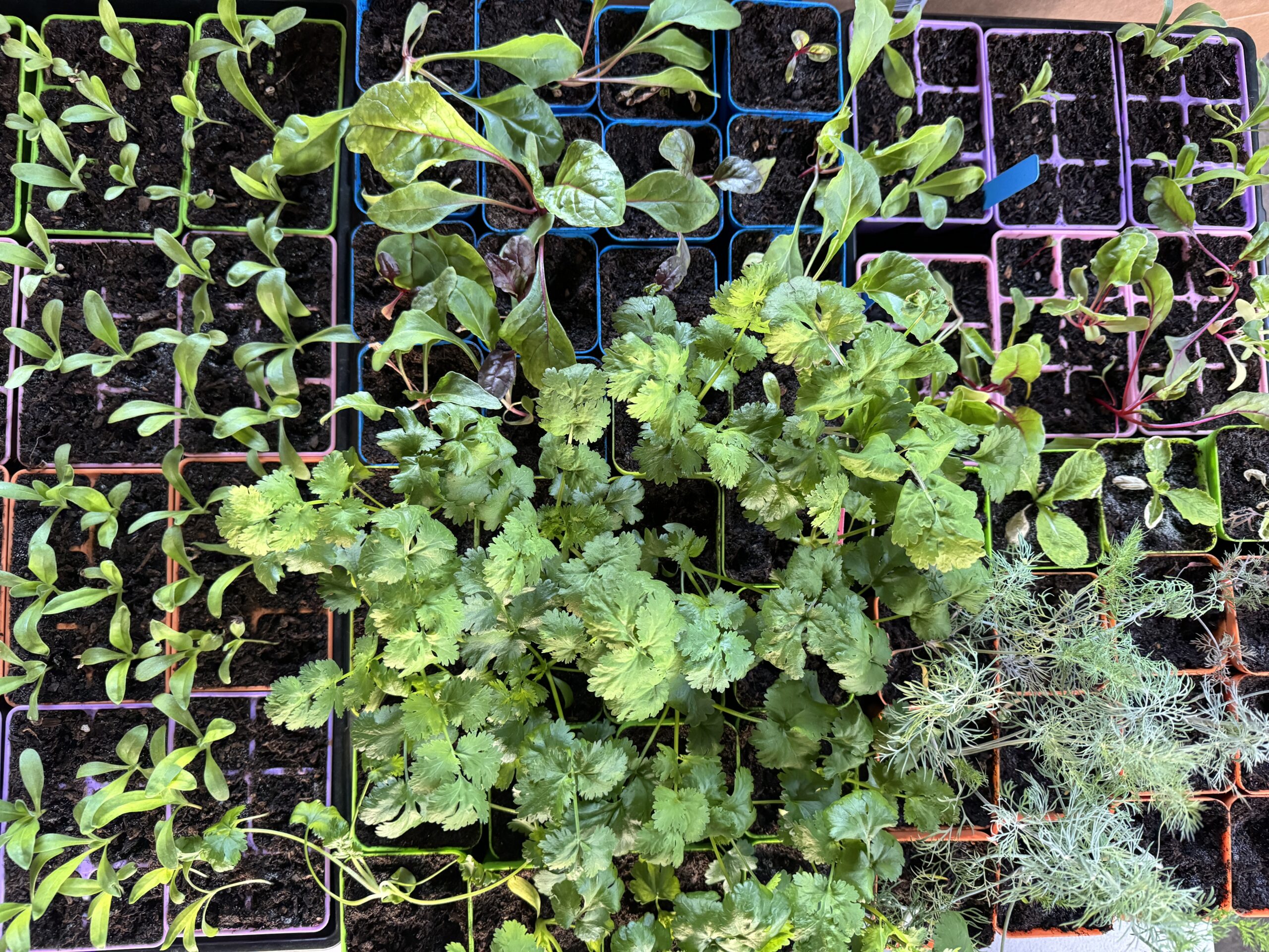 plant seedlings started from seed in colorful pots