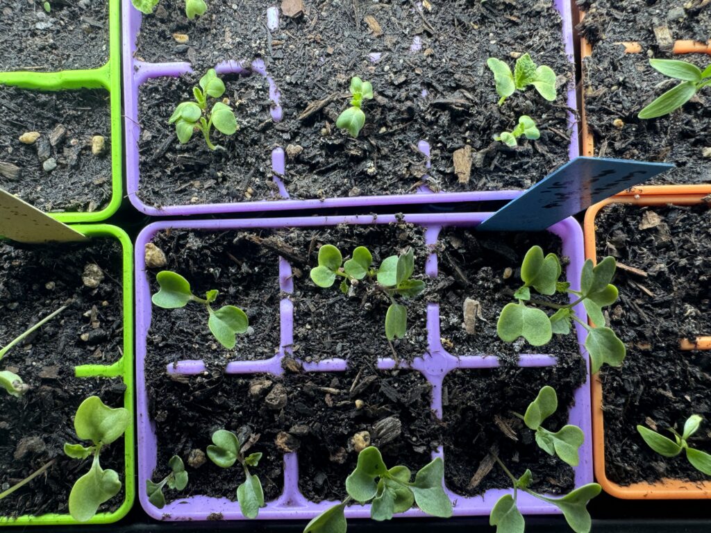 seed starts growing in colorful six inch cell containers