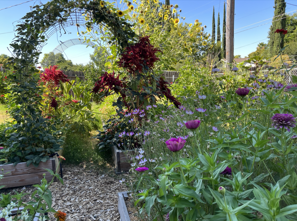 metal arch panel trellis in raised bed garden full of flowers