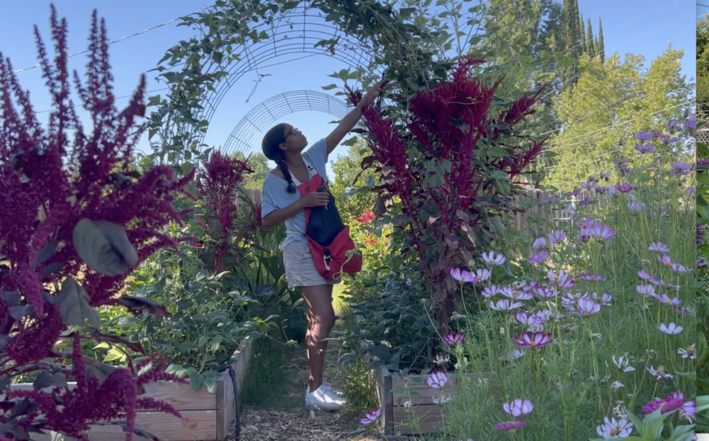 woman in garden standing under arch cattle panel trellis with beans and flowers