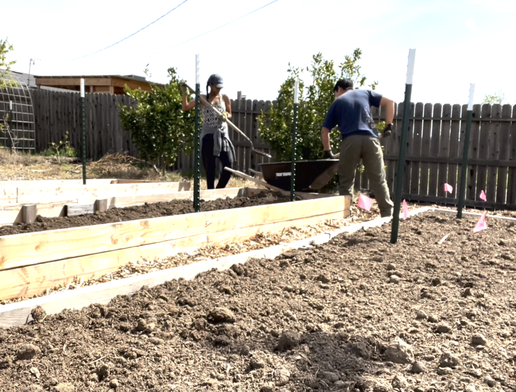 man and woman filling wood raised garden beds with soil