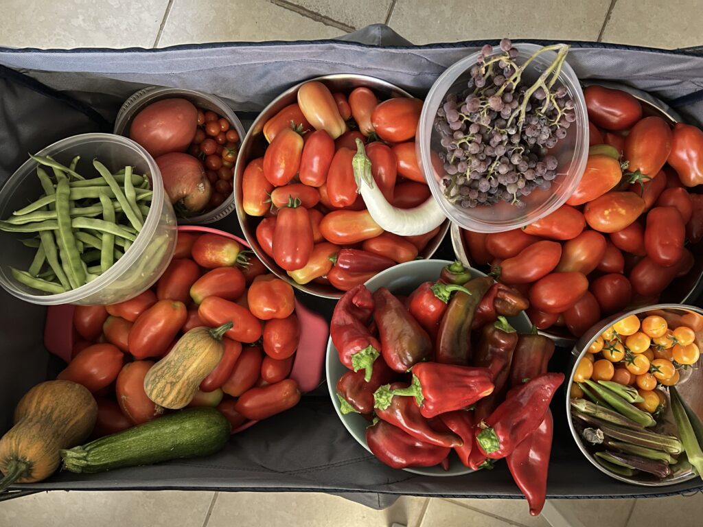 canvas wagon full of bowls of tomatoes, grapes, peppers, beans, okra, and squash