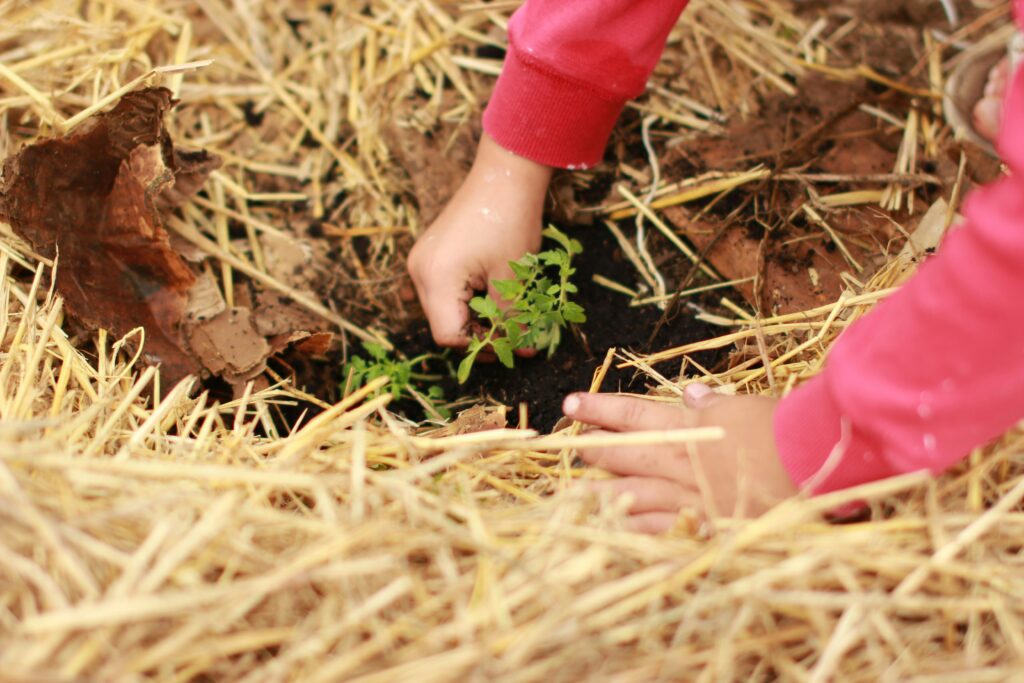 child's hands planting tomato seedling in garden bed with straw mulch