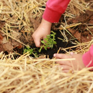 child's hands planting tomato seedling in garden bed with straw mulch