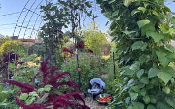 baby in bassinet carrier in backyard garden