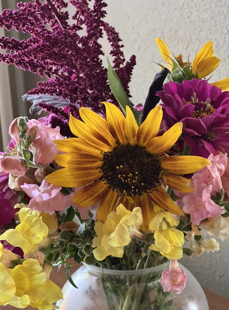 sunflower, snap dragons, zinnia, and amaranth flowers in glass vase