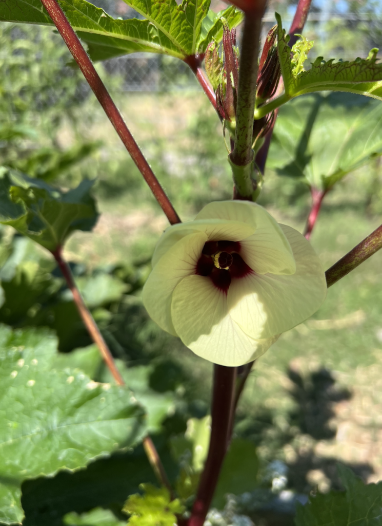 burgundy okra flower in yellow