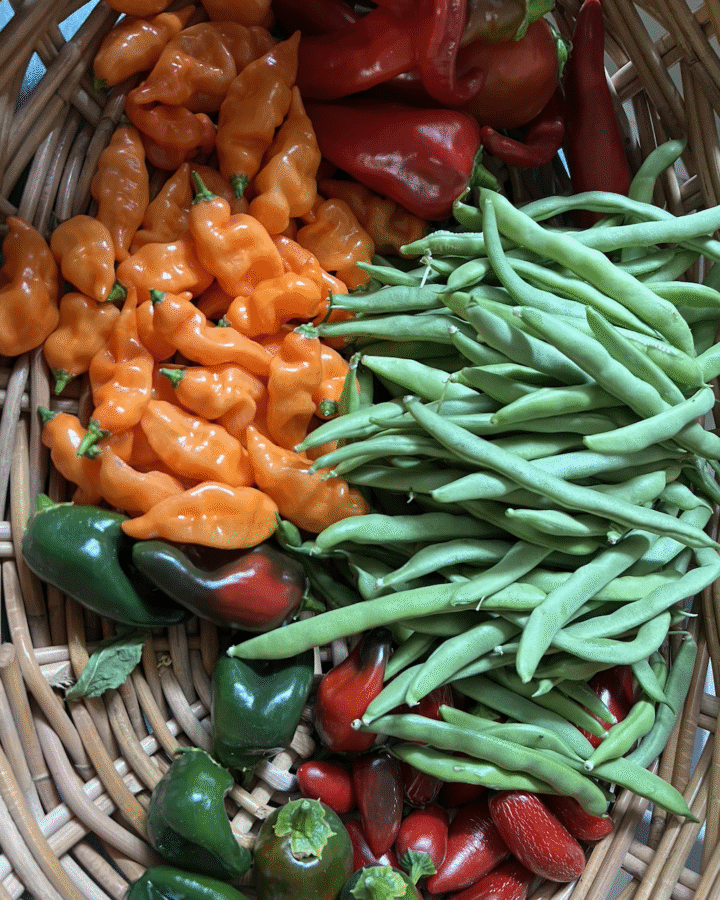 Basket with green beans, habanada peppers, and jalapeno peppers