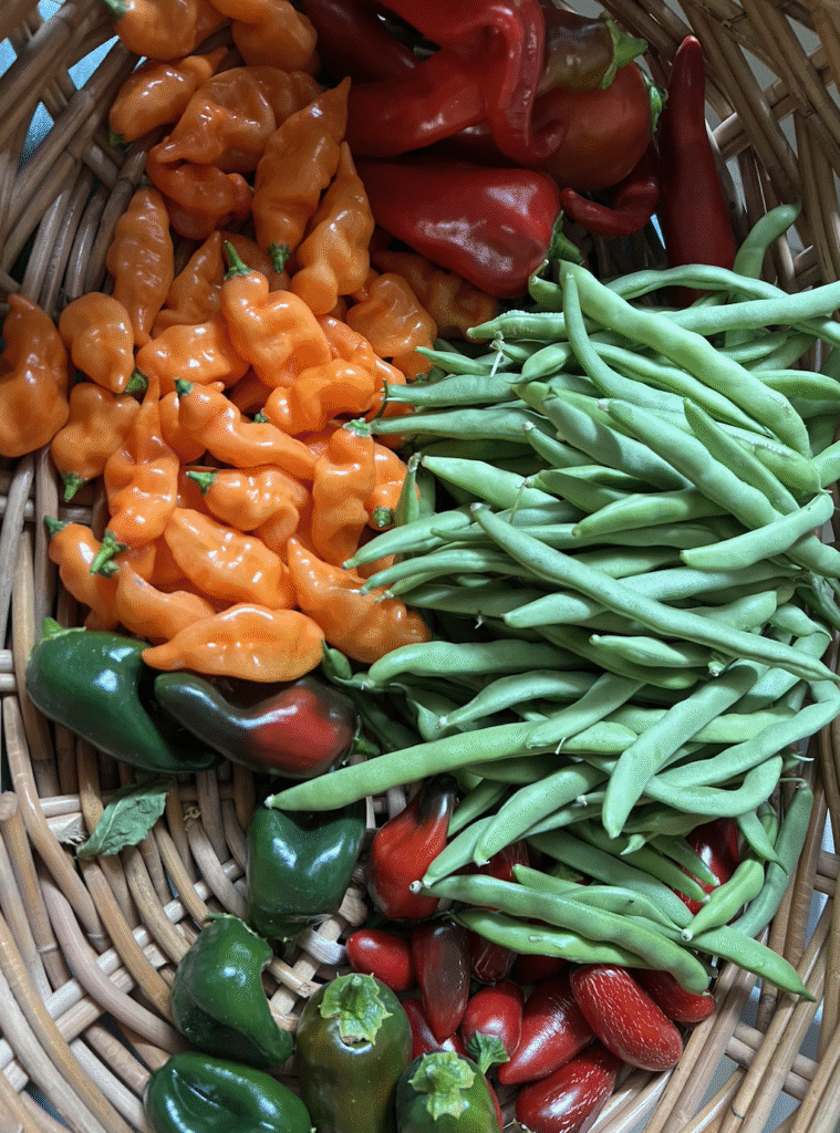 Basket with green beans, habanada peppers, and jalapeno peppers