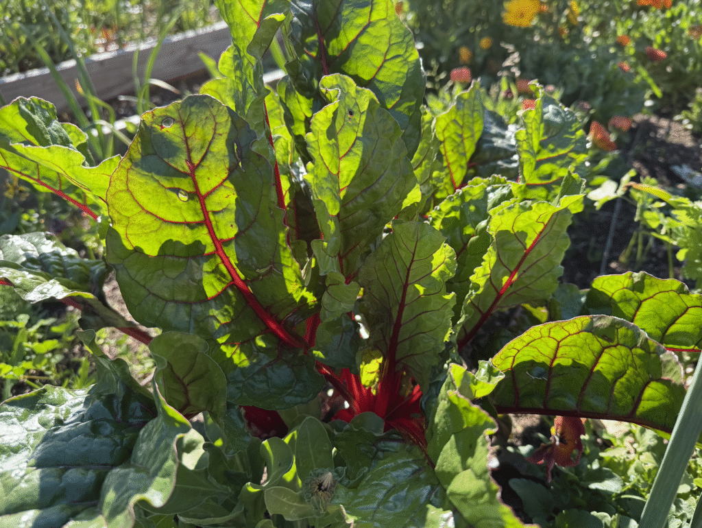 Ruby Red Chard plant in raised bed garden