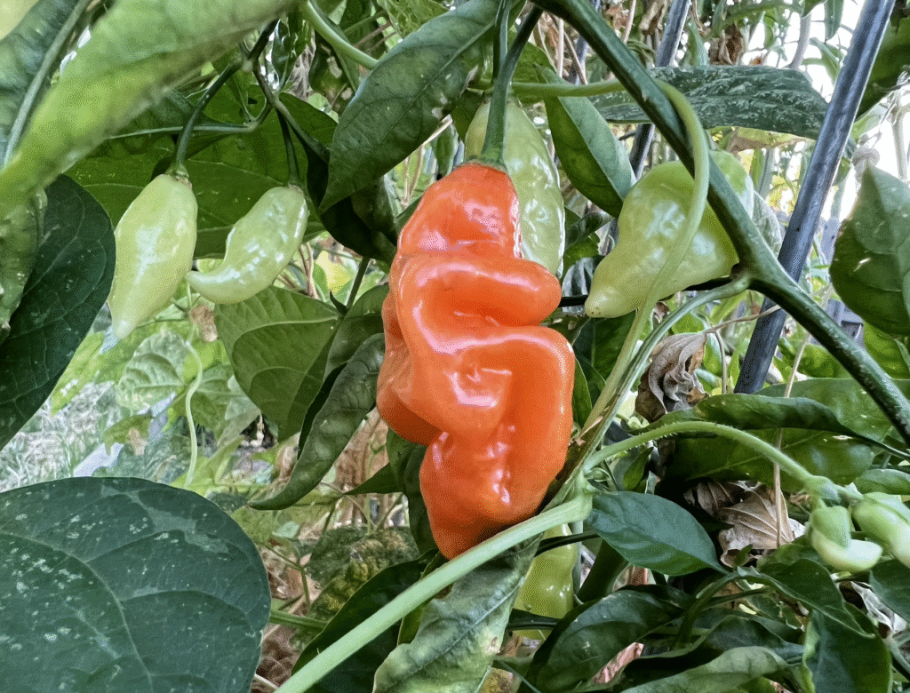 Ripe Habanada Pepper on the plant